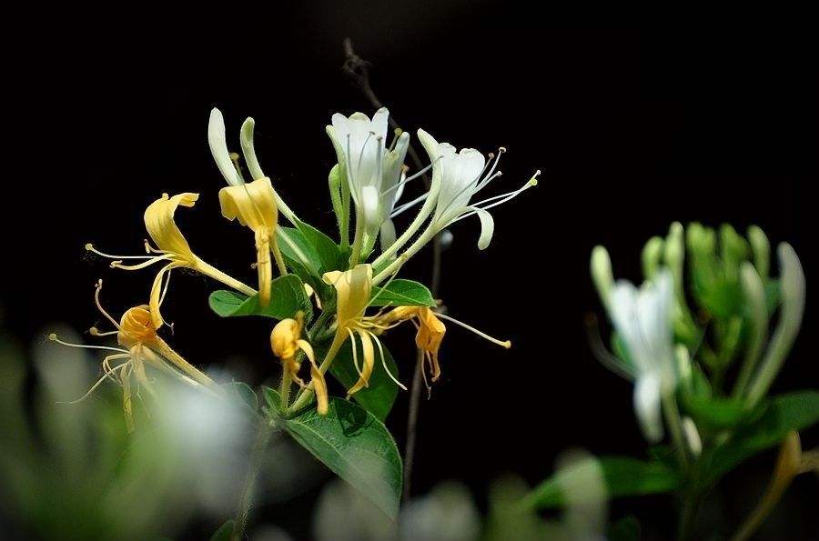 金银花酒价格